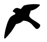 Ragadozómadár sziluett--Sólyom - fekete (20,5x31 cm) öntapadós matrica - Image 2