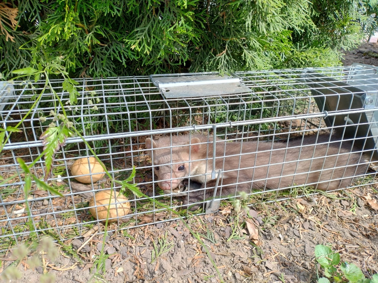 664e9b2544f4b9440bcf0819236c Nyest csapda (102x17x20 cm) maxi - Image 1