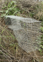 Rókakölyök kotorék csapda folytonfogó