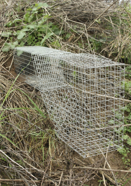 Rókakölyök kotorék csapda folytonfogó