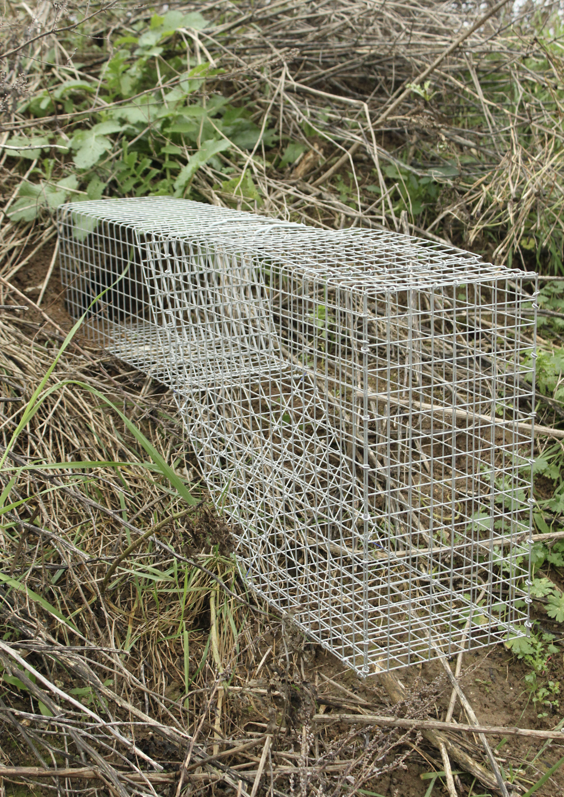 unnamed n Rókakölyök kotorék csapda folytonfogó - Image 1