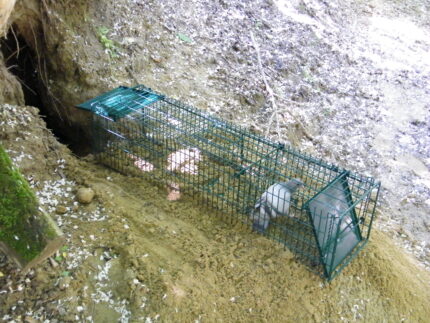 Macska-róka kölyök  élvefogó csapda élőcsali rekeszes  1000x250x225mm
