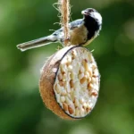 Mogyoróvaj kókuszban mogyorós  1/2-es extra prémium