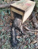 DOC 200 Kisragadozó csapda - Image 5