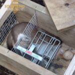 DOC 200 Kisragadozó csapda - Image 2