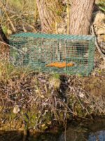 Nutria csapda -folytonfogó "XL" - Image 4