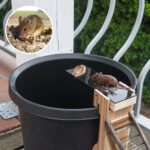 Egér és patkány csapda vödörre