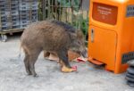 Vaddisznó riasztó kézi készülék - Image 2